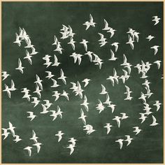 a flock of birds flying in the sky over a chalkboard wall with writing on it