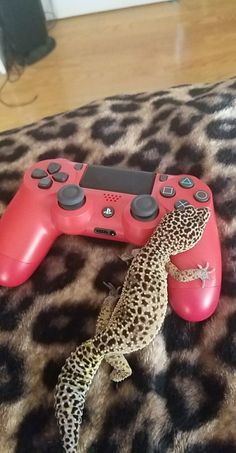 a leopard print rug with a video game controller on top of it and a gecko laying next to it