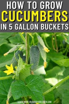 how to grow cucumbers in 5 gallon buckets