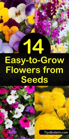 Growing Cut Flowers, Grow Flowers, Flower Bed Designs, Easy Plants To Grow, Commercial Landscaping