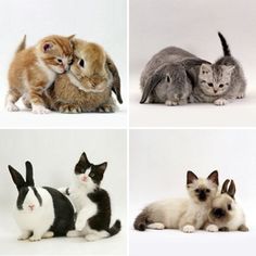 kittens and their matching bunnies are shown in four different pictures with caption