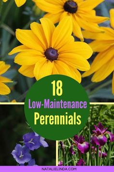 Low Maintenance Perennials, Easy Gardening, Color And Texture, Low Maintenance Landscaping, Garden Shrubs, Low Maintenance Garden, Beautiful Flowers Garden, Garden Yard Ideas, Garden Pests