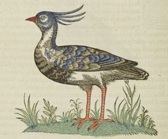 an illustration of a bird standing on the ground