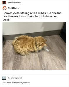 an orange cat laying on top of a wooden floor