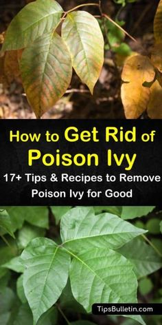 how to get rid of poison ivy