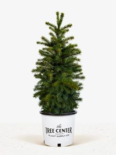 a small tree in a pot on a white surface with the words tree center printed on it