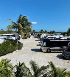 several recreational vehicles are parked on the side of a road next to some palm trees