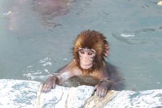 a monkey is swimming in the water with his head above the rocks and looking at the camera