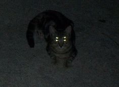 a black cat with glowing eyes sitting on the floor in the dark, looking at the camera