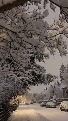 a snowy street with cars parked on the side and trees covered in snow at night