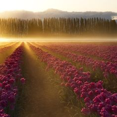 the sun shines brightly over a field of tulips