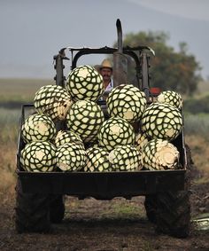 a man driving a tractor filled with watermelon in the middle of a field