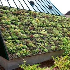 a green roof with plants growing on it