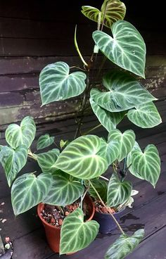 there is a potted plant with green leaves