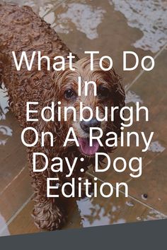 Rainy day woes? Not in Edinburgh! Grab your pup and head out to explore the city's vibrant streets, rain or shine. Indoor Markets, Take Shelter, Edinburgh Castle, Travel Essentials For Women, Rain Or Shine, Adventure Camping