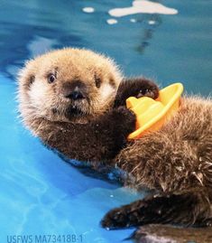 an otter playing with a rubber duck toy in the water