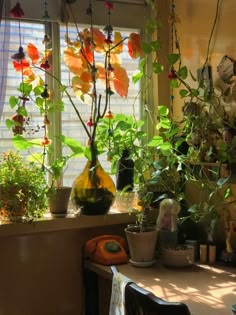 several potted plants sit in front of a window