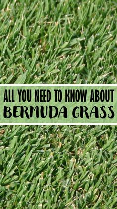 a sign that says, all you need to know about bernunda grass?