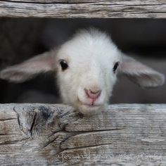 a close up of a sheep poking its head out of a wooden fence gate with it's eyes open