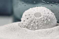 there is a small white object in the sand next to a blue bottle with water on it