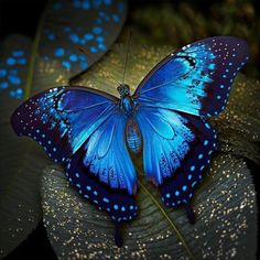 a blue butterfly sitting on top of a leaf