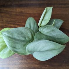 some green leaves sitting on top of a wooden table