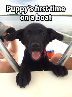 a black dog sitting in the back of a boat