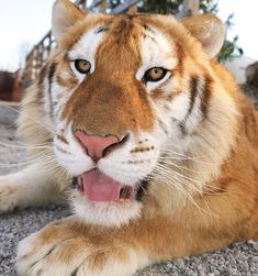 a close up of a tiger laying on the ground with it's mouth open