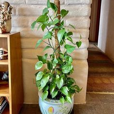 a potted plant sitting on top of a wooden table next to a shelf filled with books