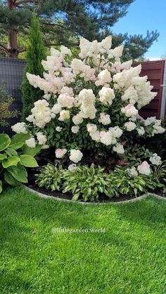 white flowers are blooming in the middle of a green garden area with grass and shrubs