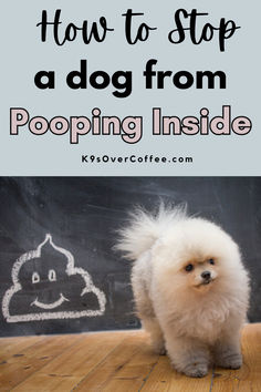 Small white dog on wood floors next to a poop emoji drawn on a wall. Dog Obedience Training, Dog And Puppy, What To Use, Bad Dog, Crate Training, Dogs Pooping