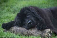 a large black dog laying on top of a log