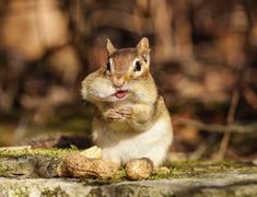 a chipmun is sitting on the ground with nuts in front of its face and it's mouth open