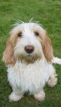 a white and brown dog sitting in the grass