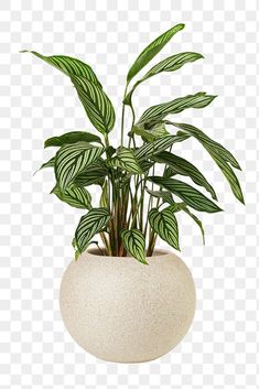 a potted plant in a white vase with green leaves on it, transparent background