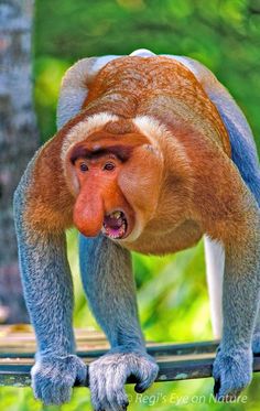 a close up of a monkey on a rail