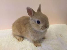 a small rabbit sitting on top of a white blanket