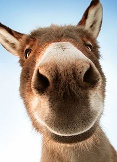 a close up of a donkey's face with a blue sky in the background