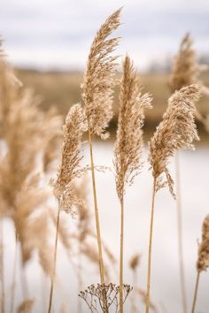 some very pretty tall dry grass by the water