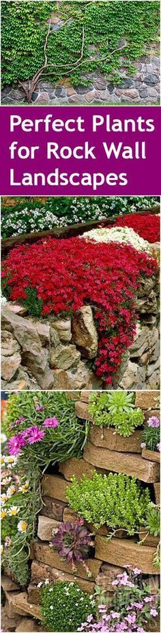 the perfect plants for rock wall landscapes are easy to grow, and can be used in many ways