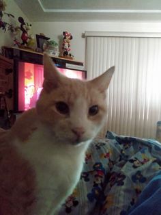 an orange and white cat sitting on top of a bed