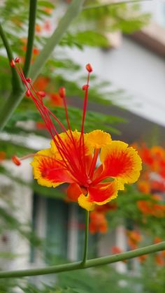 a red and yellow flower with green leaves