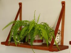 some plants are sitting on a shelf with an alarm clock in the corner behind them