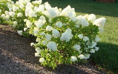 Dwarf Limelight Hydrangea- a Petite Shrub,Grows To a Height of 3-5 Tall and Wide, Very Cold Hardy To -35*F Lime Hydrangea, Fargesia Rufa, Little Lime Hydrangea, Hardy Hydrangea, Hydrangea Landscaping, Limelight Hydrangea, Hydrangea Paniculata, Foundation Planting, Front Landscaping