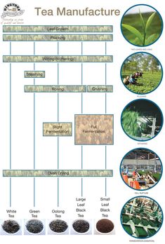 the tea manufacturing process is shown in this diagram, with pictures of different plants and their names