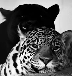 a black and white photo of a leopard with its head on the back of another animal