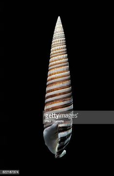 a sea shell in the dark with its reflection on it's side, taken from below