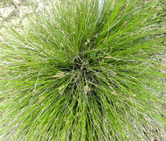 Sedge Bath Seeds Carex Davalliana Seeds Seed Heads, Dark Green, Seeds