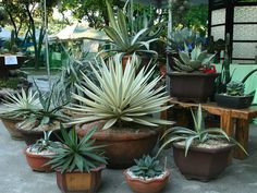 many potted plants are sitting on the ground