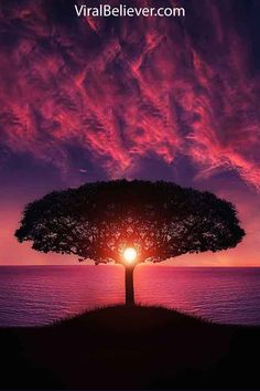 a tree with the sun setting behind it